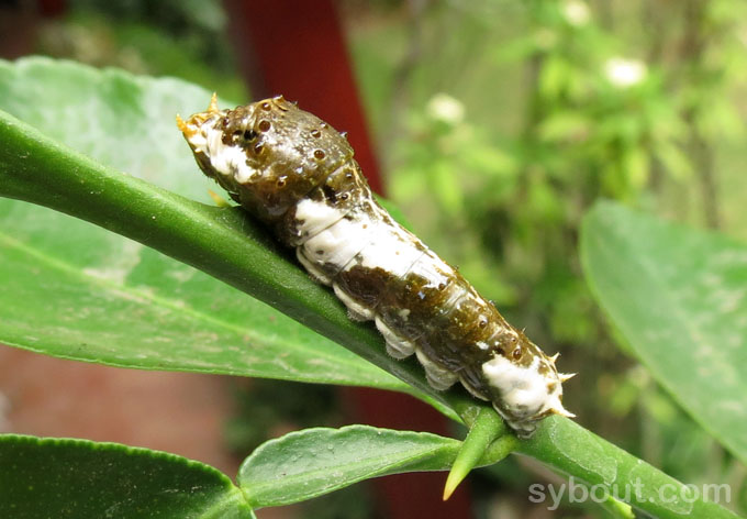 Young larva of Lime Butterfly