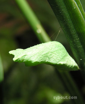 Lime Butterfly Caterpillar