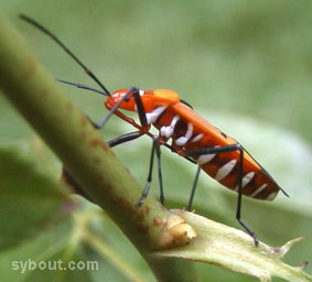 Red Cotton Bug
