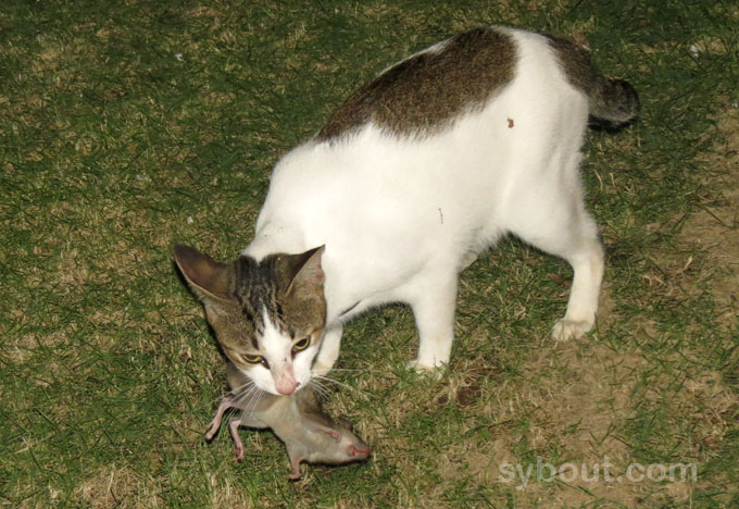 Cat with shrew