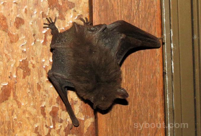 Small bat at doorpost