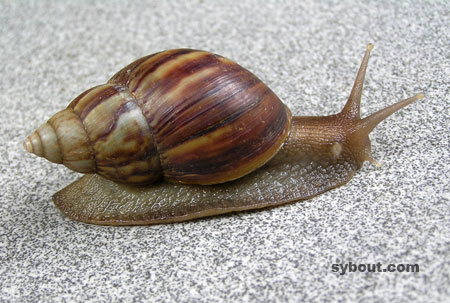 East African Land Snail - Bekicot