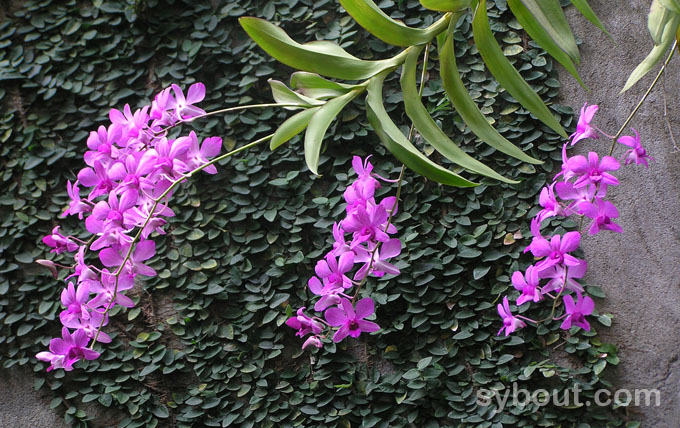 Dendrobium 'Bantimurung