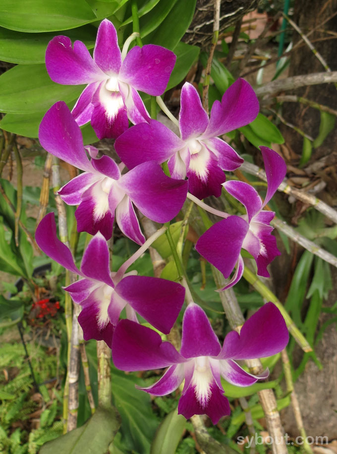 Purple-white Dendrobium