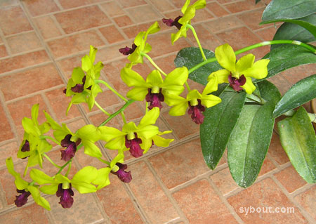 Dendrobium 'Thongchai Gold'
