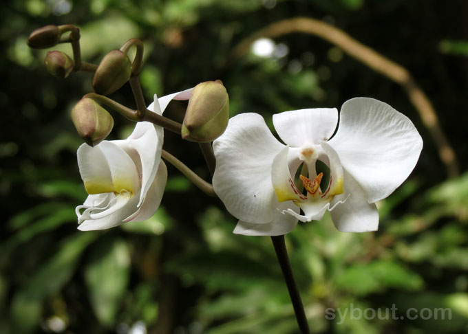 Phalaenopsis Hybrid