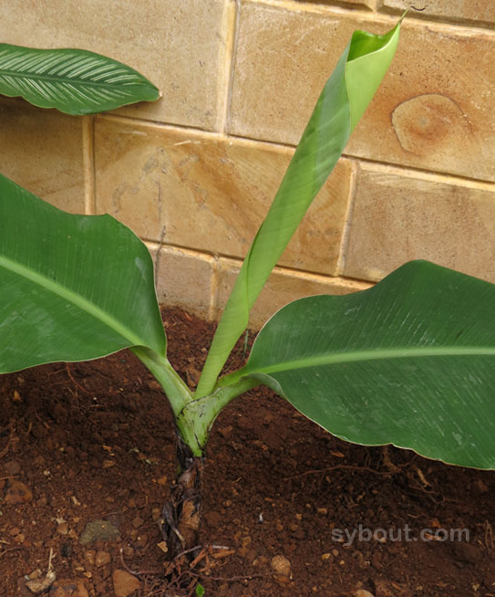 New banana shoot planted