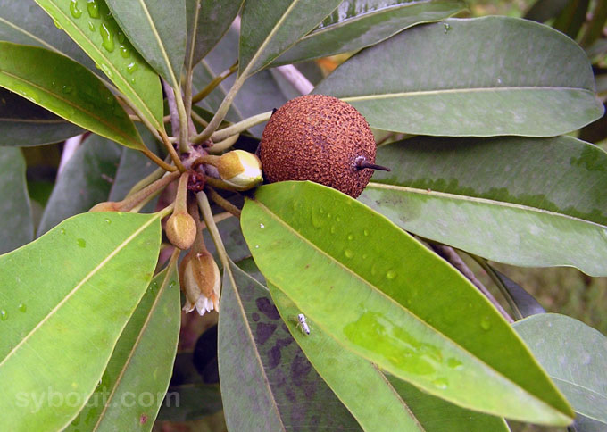 Flowers and Young Sapodilla Fruit