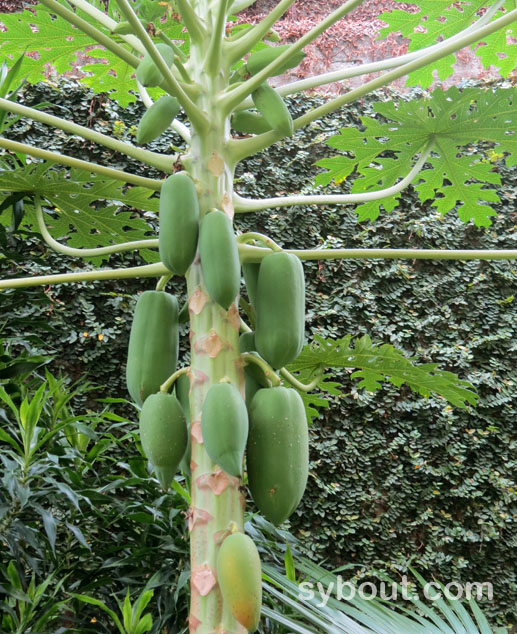 Papaya with fruits