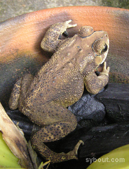 Asian Common Toad