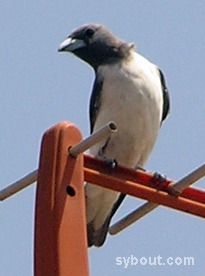 White-breasted Wood-Swallow