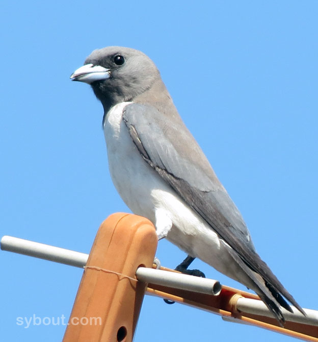 White-breasted Wood-Swallow