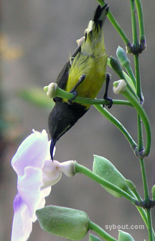 Olive-backed Sunbird - male