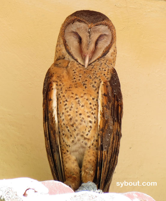 Sulawesi Barn Owl - Makassar