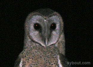 Sulawesi Barn Owl