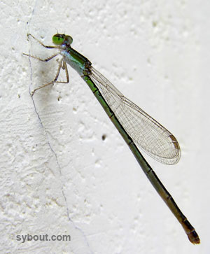 damselfly