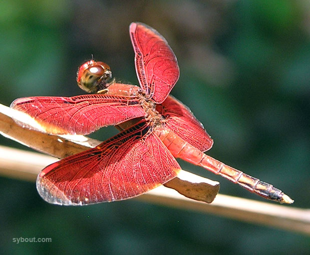 dragon fly