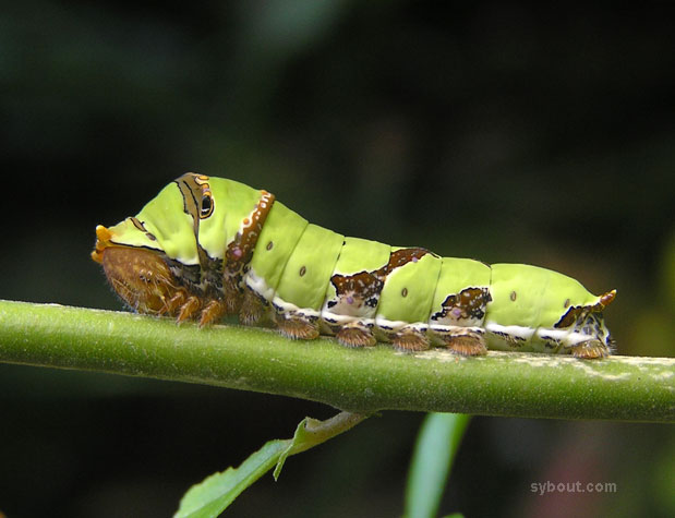 Lime Butterfly Caterpillar