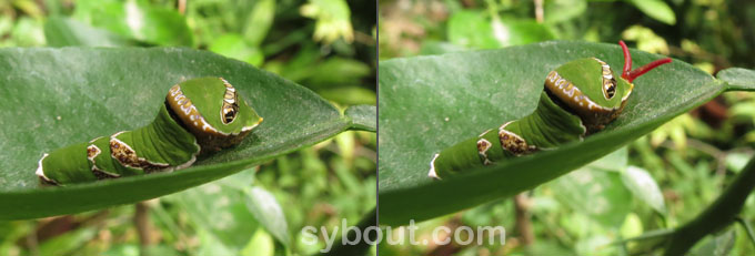 Lime Butterfly caterpillar showing osmeterium