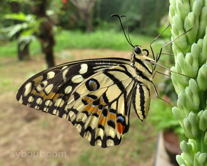 Lime Butterfly - wings closed