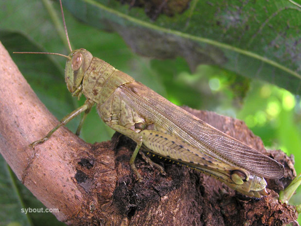 Locust