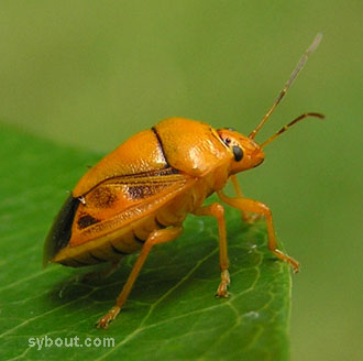 orange bug