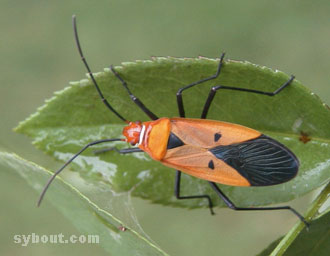 Red Cotton Bug