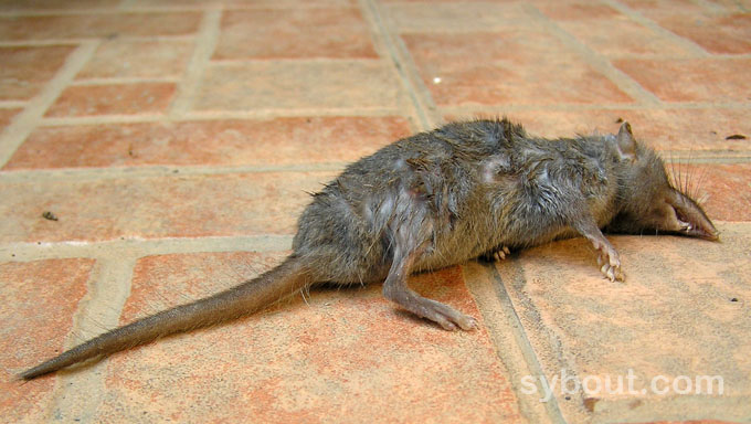 Dead shrew