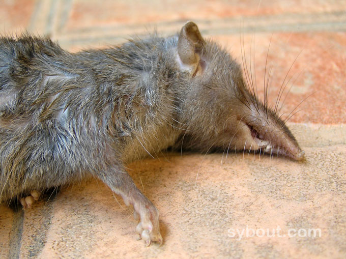 Dead shrew