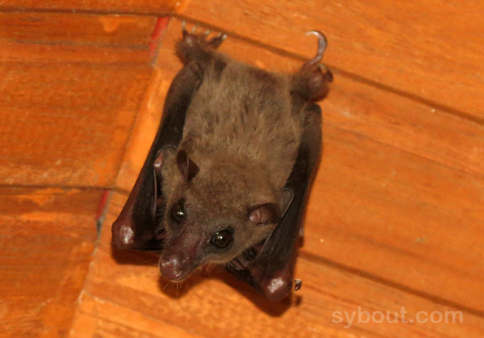 medium size bat