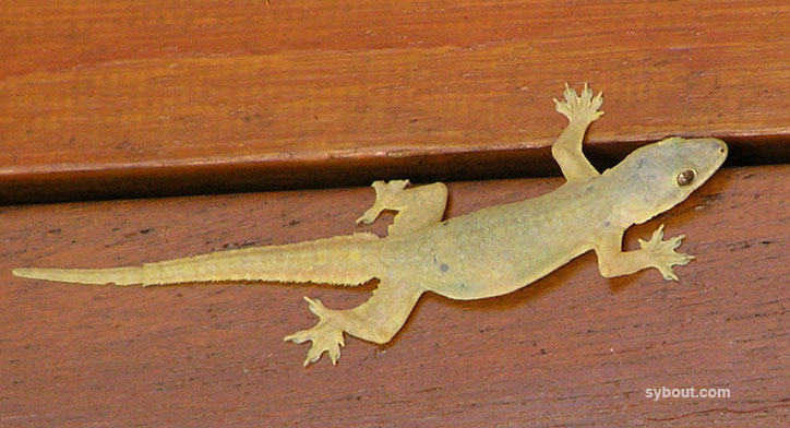 Flat-tailed Gecko