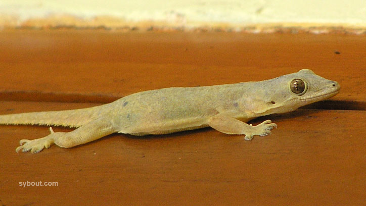 Flat-tailed Gecko