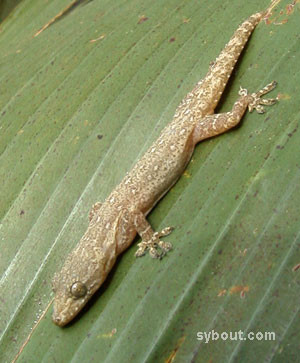 Spiny-tailed House Gecko