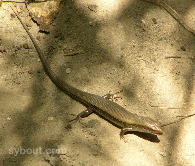 Many-lined Sun Skink