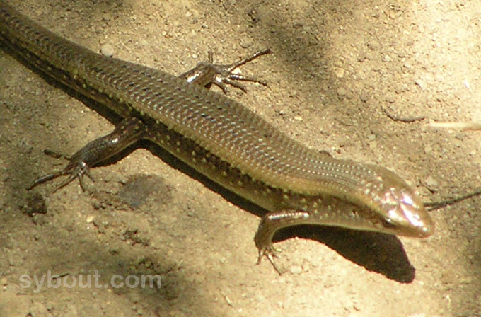 Many-lined Sun Skink