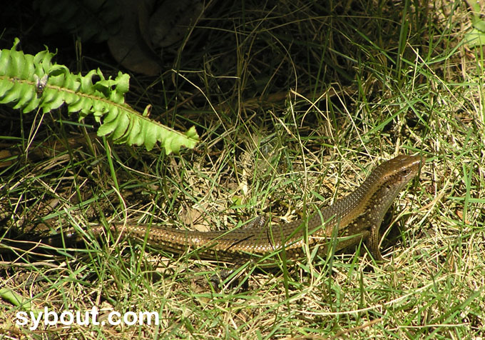 Many-lined Sun Skink