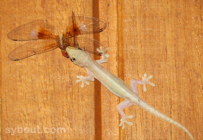 Spiny-tailed House Gecko