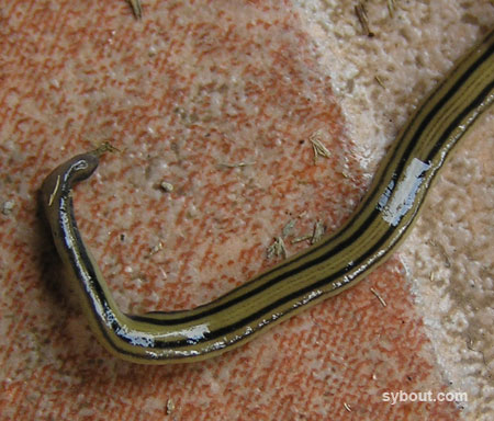 Hammerhead Worm