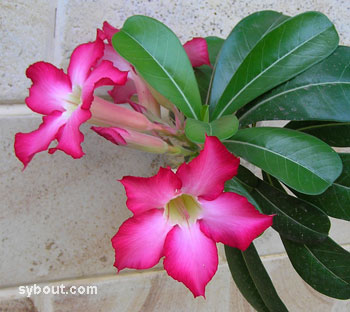 Desert Rose