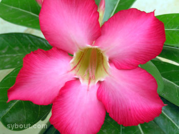 Desert Rose