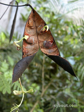 Peacock Flower pod