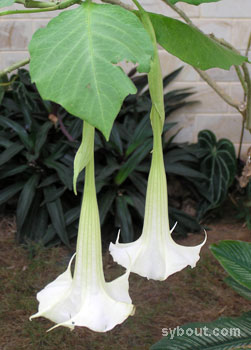 Angel's Trumpet