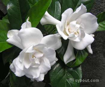 Gardenia flowers