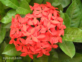 Ixora javanica