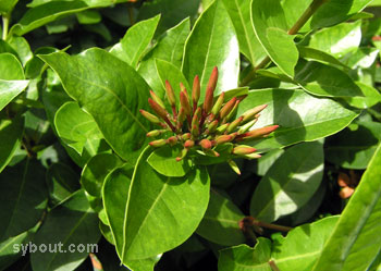 Ixora javanica