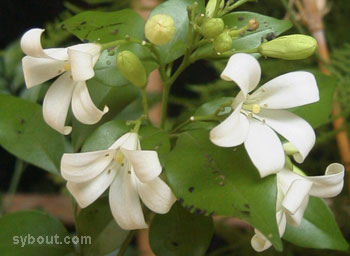 Murraya paniculata