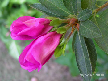 Rhododendron x pulchrum
