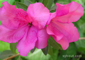 Rhododendron x pulchrum
