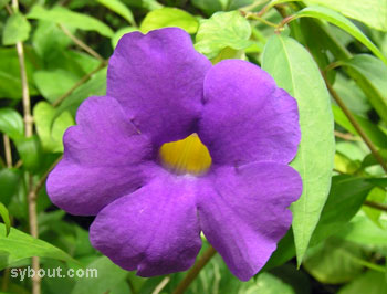 kings mantle thunbergia upright