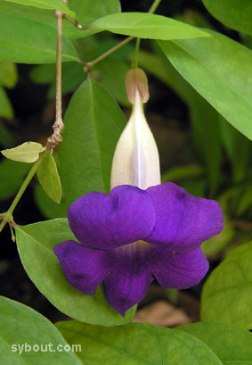 King's mantle flower